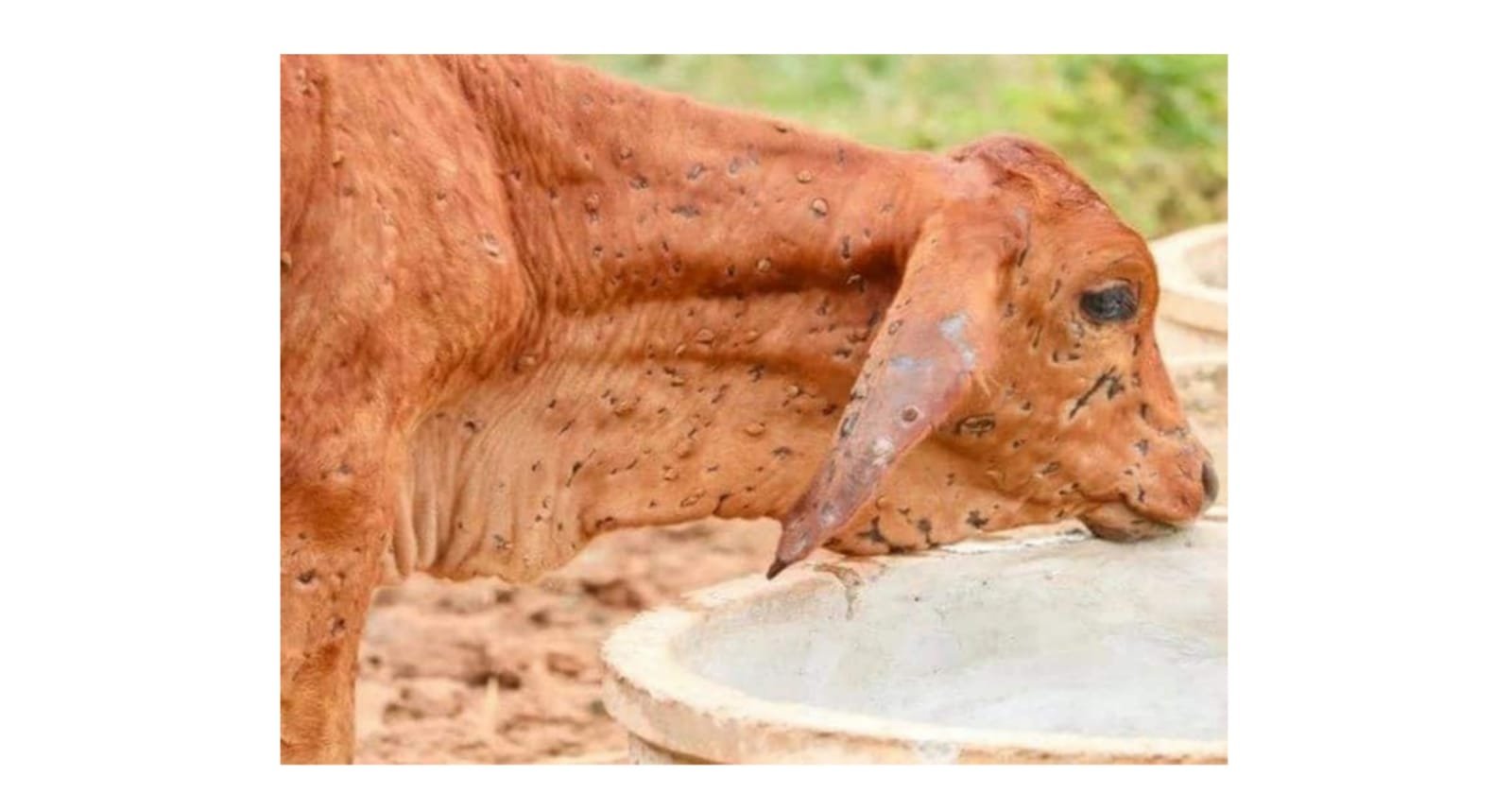 झारखंड में लंपी वायरस की हुई पुष्टि