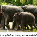 jharkhand elephant