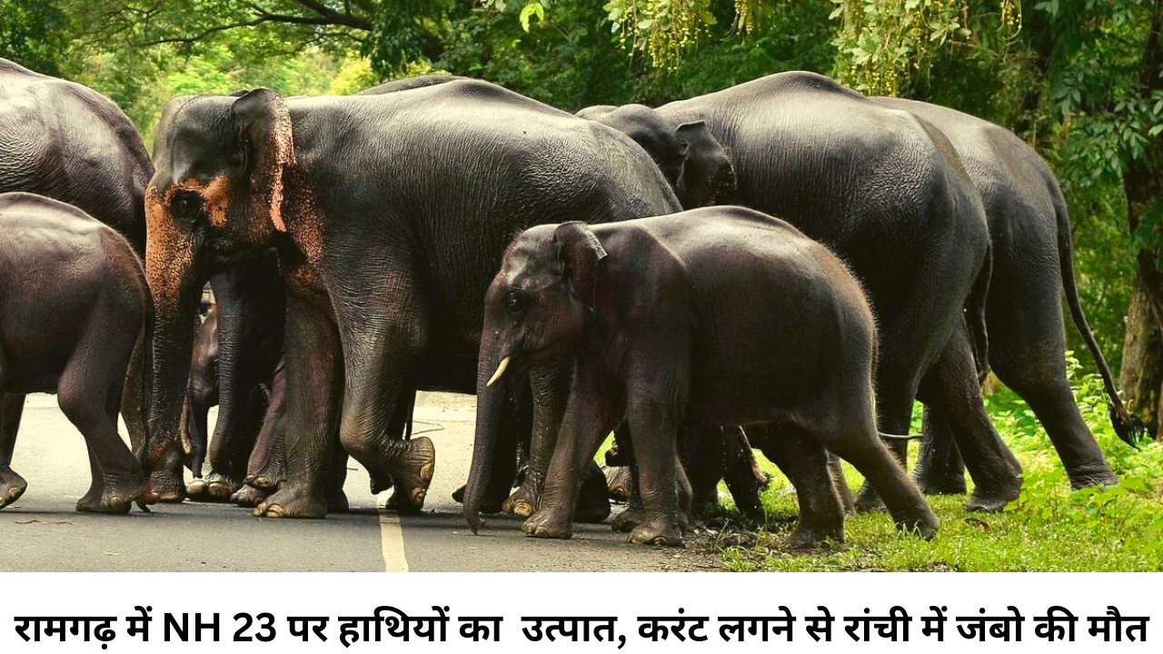 jharkhand elephant