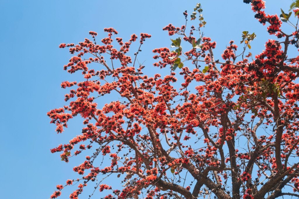 Palash Flowers in Jharkhand Forest