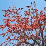 Palash Flowers in Jharkhand Forest