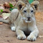 Birsa Biological Park lion cub birth