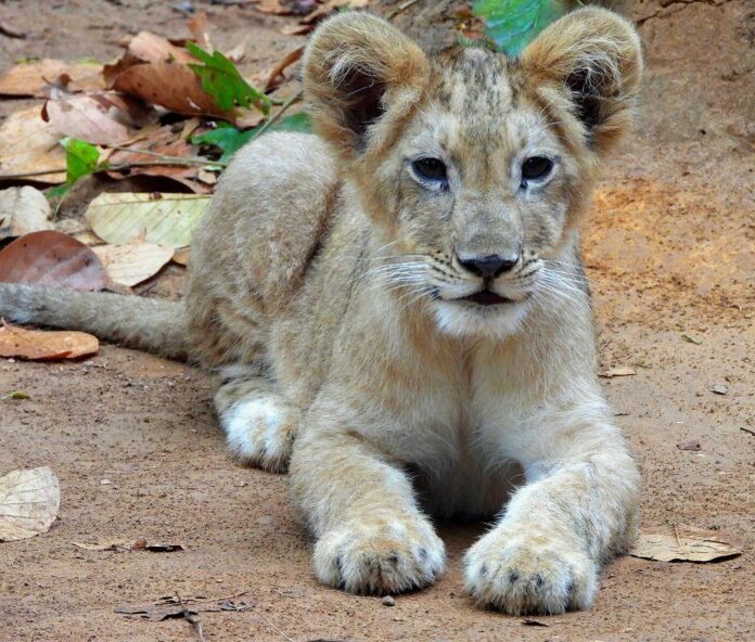 Birsa Biological Park lion cub birth