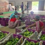 Jharkhand Mango Market
