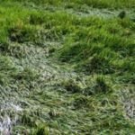 Jharkhand government orders paddy crop damage survey and compensation for farmers after Cyclone Arnab.Jharkhand Farmer Compensation