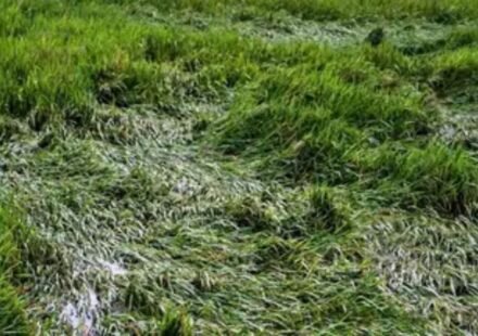 Jharkhand government orders paddy crop damage survey and compensation for farmers after Cyclone Arnab.Jharkhand Farmer Compensation