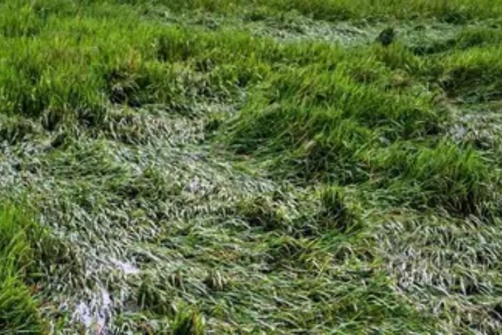 Jharkhand government orders paddy crop damage survey and compensation for farmers after Cyclone Arnab.Jharkhand Farmer Compensation
