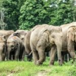 Wild elephant herd in the forests of Garhwa, Jharkhand, creating fear among villagers in 24 affected villages.Garhwa Elephant Terror
