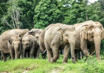 Wild elephant herd in the forests of Garhwa, Jharkhand, creating fear among villagers in 24 affected villages.Garhwa Elephant Terror