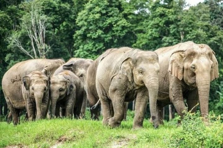Wild elephant herd in the forests of Garhwa, Jharkhand, creating fear among villagers in 24 affected villages.Garhwa Elephant Terror